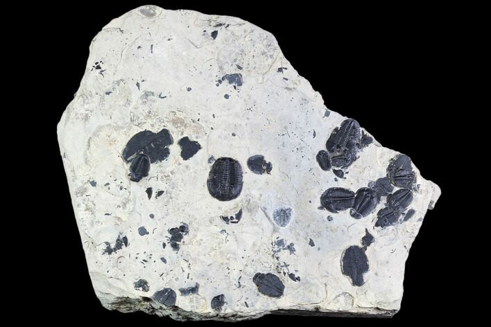 Elrathia Trilobite Cluster () - Wheeler Shale, Utah #105593